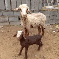 میش بره جوان میش کردی