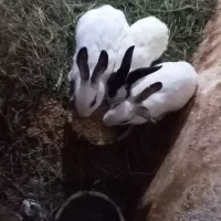 خرگوش