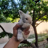 خرگوش های جرسی لوپ دونی ۴۵۰