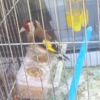سهره جفت خور جوجه قفس