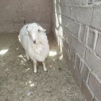 گوسفند بره سفید  خوشگل