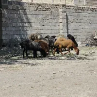 بره ماده گوشتی
