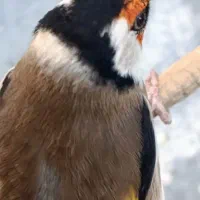 سهره چهارگل