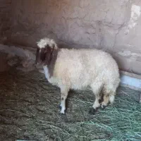 بره ماده سنجابی غازه بلند