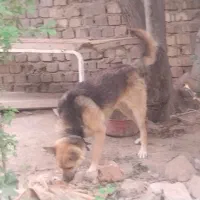 سگ نگهبان