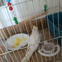 عروس هلندی