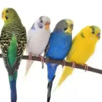 مرغ عشق از جوجه تا بالغ ومولد زیر قیمت