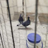 کفتر،کبوتر