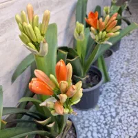 گل خورشیدی زیبا