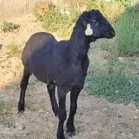 بره قوچ همو میش هترو بره ماده هترو