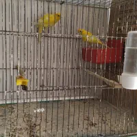 قناری آماده و در حال تخم گذاری