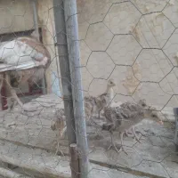 بوقلمون با جوجه