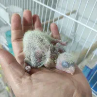 جوجه راهب سرلاکی پاش باز شده