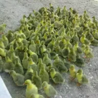 جوجه غاز چینی اکراین لیندا