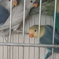 کوتوله پاربلو
