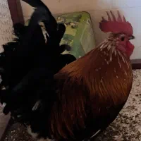 فروش مرغ و خروس گلین اصل خالص