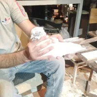 دم سرخ و دم زرد خوش ذات و بازی کن