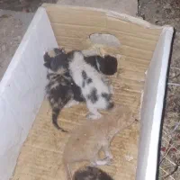 بچه گربه مادرشون مرده