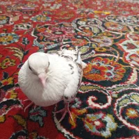 کفتر سالم