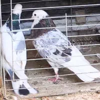 تعداد کفتر هما سبز سرخ خال پیس سرور شازده کود کفتر