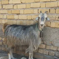بز آبستن میش