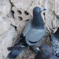 کفتر جوجه
