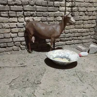 بزعمانی