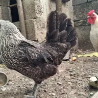 مرغ و خروس سبرایت