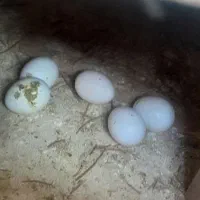 ۵عددتخم عروس هلندی نژادخوب زرنگ و سخنگو