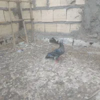 بدرنگ پلاکی