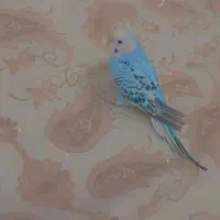 *یک عدد مرغ عشق زیبا*