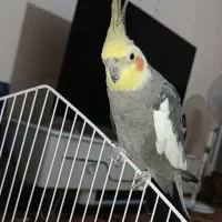 عروس هلندی