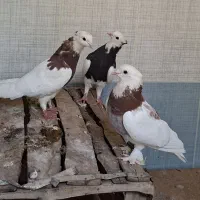 کبوتر طوقی