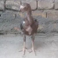 جوجه لاری تاج مهر