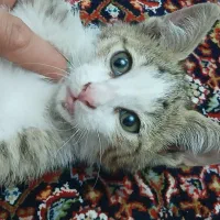 گربه نر