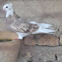 کبوتر