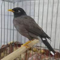 مرغ مینا سخن گو