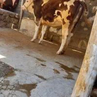 گوساله تلیسه آبستن