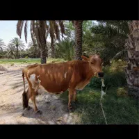 گاو