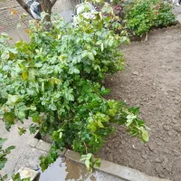 خانه ویلایی