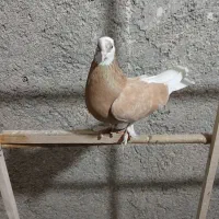 ماده شازده زرد قیمت مقطوع