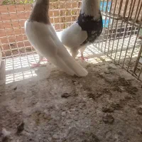 طوقی|پرنده|مبارکه, |دیوار