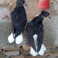 جوجه دمسفید 15 پر دم