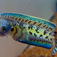 ماهی چانا گلدن کبرا