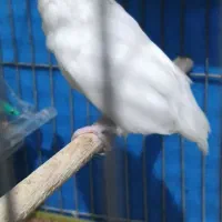 مرغ عشق پروانه ای ماده و نر انگلیسی