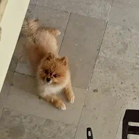 سگ گمشده