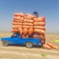 کاه گندم درجه یک شلیفی