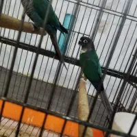 طوطی گرینچیک سخنگو تراکوییس