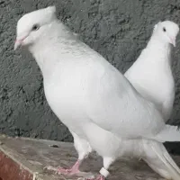 کبوتر چشم نوک سفید