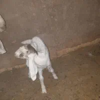 کره ماده دورگ